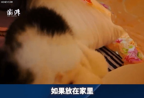 带猫住进方舱的第一天我家猫成了团宠！