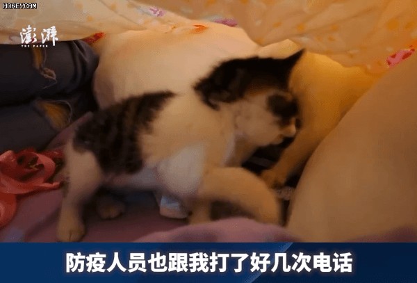 带猫住进方舱的第一天我家猫成了团宠！