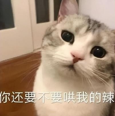 妹子对猫过敏就养了一只对猫过敏的猫网友：猫对猫也过敏