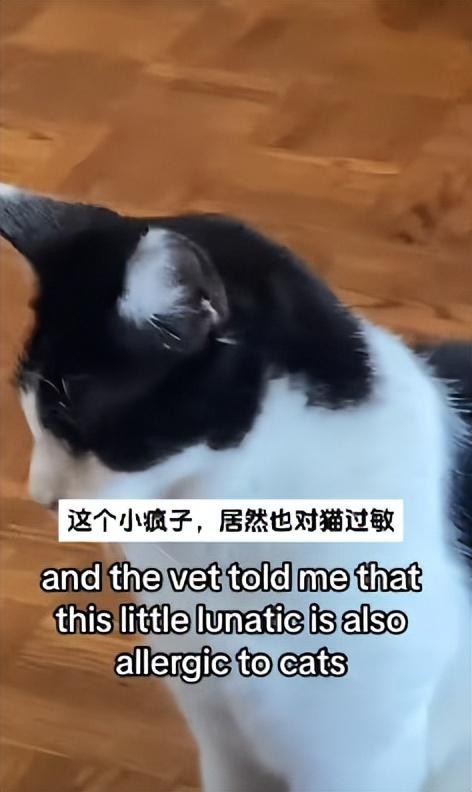 妹子对猫过敏就养了一只对猫过敏的猫网友：猫对猫也过敏