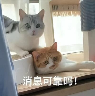 妹子对猫过敏就养了一只对猫过敏的猫网友：猫对猫也过敏