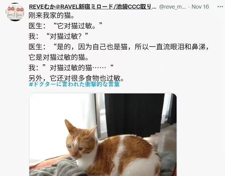 妹子对猫过敏就养了一只对猫过敏的猫网友：猫对猫也过敏