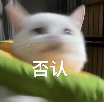 妹子对猫过敏就养了一只对猫过敏的猫网友：猫对猫也过敏