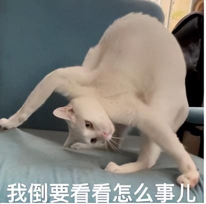 妹子对猫过敏就养了一只对猫过敏的猫网友：猫对猫也过敏