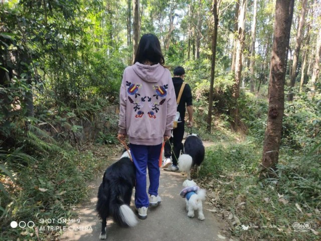 广州带狗爬山聚会，训犬师领队！主人：开始有点做主人的感觉